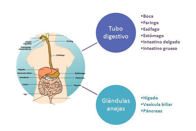 Anatomía del aparato digestivo
